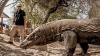 Wishnutama pun melihat komodo, si naga purba dari dekat (dok Kementerian Pariwisata dan Ekonomi Kreatif)