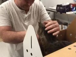 Aneka Foto Mengharukan Bertemu Kucing yang Lama Hilang