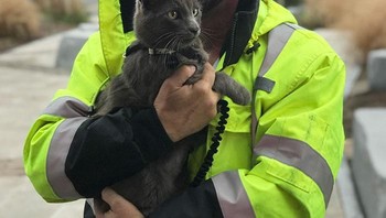 Pengemudi Matthew B di Texas selalu pergi dengan kucingnya yang dinamakan Ashes. Mereka begitu dekat dan selalu bersama saat berjalan ke banyak tempat dengan truknya Sayang beberapa bulan silam, kucing itu terlepas dan ketakutan dengan sekelilingnya yang asing, kemudian pergi ke semak-semak. Foto: Bored Panda