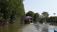 Para dubes mengaku senang dan kagum dengan hutan mangrove. Dia juga memuji keindahan dan suasana asri di sana. ( Imam Suripto/detikcom)