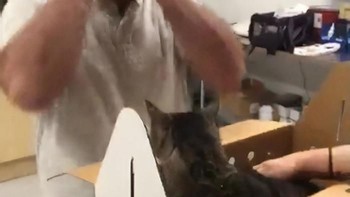 Chebon menghilang selama 7 tahun, meninggalkan Robert pemiliknya. Kucing itu gilang di California saat ia mau pindah ke Ohio. Robert menunda pindahnya selama setahun hanya untuk menemukannya, tapi tak berhasil. Foto: Bored Panda