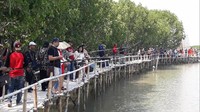 Berikutnya pada perjalanan hari kedua, rombongan ini mengunjungi Pulau Hantu di Dukuh Sigempol, Desa Randusanga Kulon Brebes. Di lokasi ini, para tamu melakukan penanaman mangrove dan fun fishing di Pulau Hantu. ( Imam Suripto/detikcom)