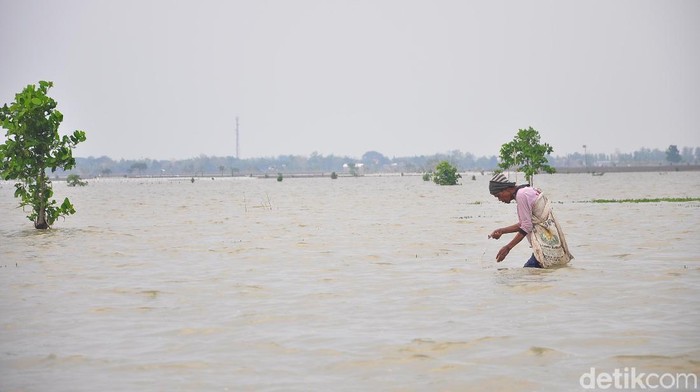 325 Hektare Sawah Terendam Air Limpasan Sungai di Kudus