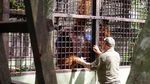 Pusat Suaka Orangutan Arsari Diresmikan