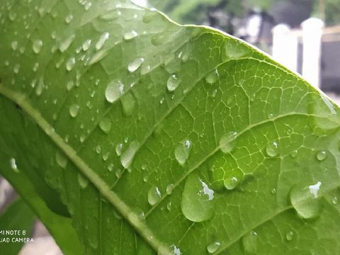 Mode macro