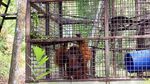 Pusat Suaka Orangutan Arsari Diresmikan
