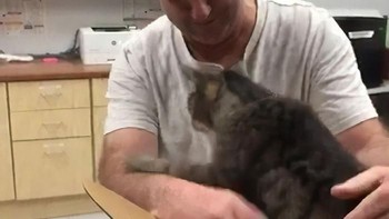 7 tahun berlalu, seorang wanita melihat kucing yang tampak sakit. Ia mengambilnya dan menyerahkannya ke organisasi penyayang binatang. Foto: Bored Panda