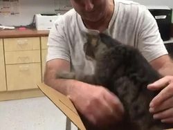 Aneka Foto Mengharukan Bertemu Kucing yang Lama Hilang