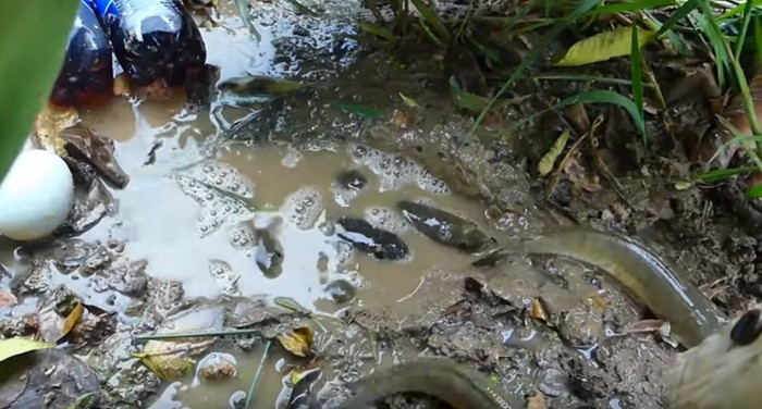 mancing ikan