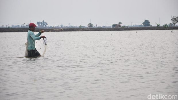325 Hektare Sawah Terendam Air Luapan Sungai di Kudus