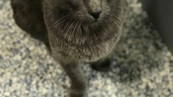 Matthew mencarinya kemana-mana sampai putus asa. Ia selalu berupaya mengikuti terakhir kali kucing itu terlihat, namun tak membuahkan hasil. Foto: Bored Panda