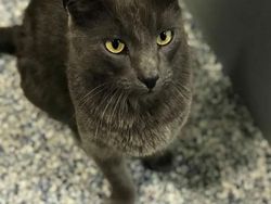 Aneka Foto Mengharukan Bertemu Kucing yang Lama Hilang