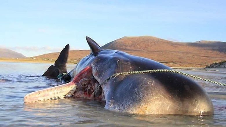 Kasihan! Paus Sperma Mati Terdampar dengan 100 Kg Sampah Laut di Perut Kasihan! Paus Sperma Mati Terdampar dengan 100 Kg Sampah Laut di Perut