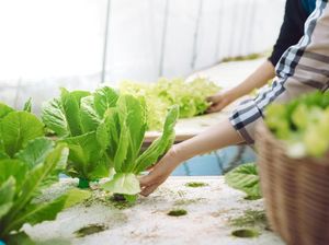 Cara Menanam Hidroponik Sederhana Bagi Pemula