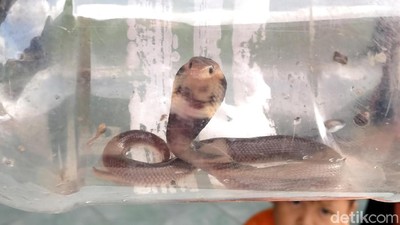 Penampakan King Cobra yang Masuk ke Rumah Warga di Klaten