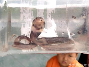 Waspada! Kenali Kobra di Pulau Jawa, Ada yang Bisa Nyembur