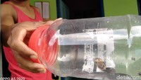 Selain di RT 1, temuan ular kobra masuk kampung ditemukan di RT 6 Desa Glagahwangi. Ular kobra yang masih kecil seukuran jari jempol masuk ke rumah Kaur Pembangunan, Purwanto, Selasa (3/12) pagi. Ular kobra itu diduga awalnya bersembunyi di semak depan rumahnya. Ular tersebut dibunuh saat masuk rumah karena dikhawatirkan menggigit penghuni rumah.