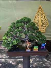 Bojonegoro Manjakan Pencinta Bonsai dengan Pameran dan Kontes