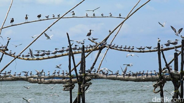 Jika ingin menikmati panorama alam di sepanjang Sungai Musi, tentu saja lebih baik menggunakan speed boat. Sebab, sebelum sampai ke desa wisata itu kita siap disambut lumba-lumba dan burung migran asal Siberia. (Foto: dok. TN Sembilang) Jika ingin menikmati panorama alam di sepanjang Sungai Musi, tentu saja lebih baik menggunakan speed boat. Sebab, sebelum sampai ke desa wisata itu kita siap disambut lumba-lumba dan burung migran asal Siberia. (Foto: dok. TN Sembilang)
