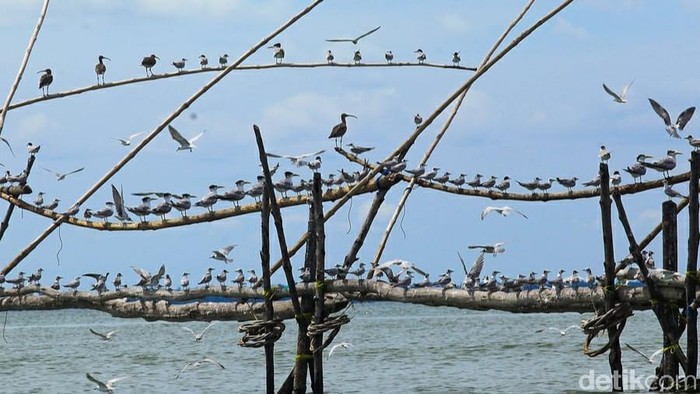 Desa Wisata Sungsang, palembang