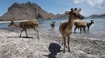 Terpikat Indahnya Panorama Alam Pulau Padar