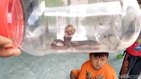 Ular yang kedua ditemukan sekitar pukul 20.00 WIB. Ular yang kedua masuk ke rumah Bejo yang berseberangan dengan rumah Ragil. Pemilik rumah kaget sebab di ruang tamu ada ular king kobra. Ular yang kedua juga diamankan Ragil dan dimasukkan botol.
