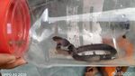 Penampakan King Cobra yang Masuk ke Rumah Warga di Klaten
