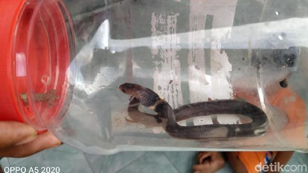 Nasib Warga Klaten, Diteror Tawon dari Atas dan King Cobra di Bawah