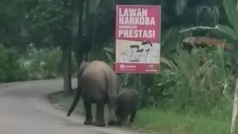 Saat Gajah Liar Melintas di Pinggir Jalan Riau Bersama Anaknya Saat Gajah Liar Melintas di Pinggir Jalan Riau Bersama Anaknya