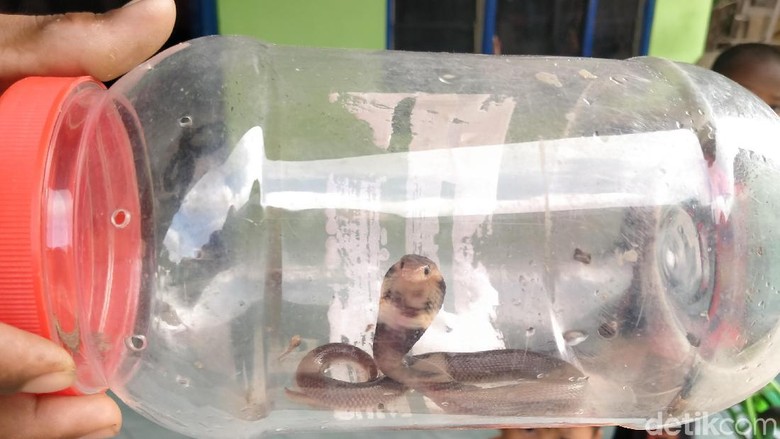 Ngeri! King Cobra Masuk ke Rumah-rumah Warga di Klaten Ngeri! King Cobra Masuk ke Rumah-rumah Warga di Klaten