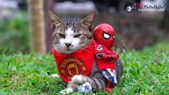 Jadi fans MU. Foto: facebook.com/spidey.adventure/