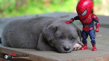 Beberapa gambar benar-benar lucu dan mereka menampilkan Spidey berinteraksi dengan teman-temannya yang berbulu dalam berbagai pose. Foto: facebook.com/spidey.adventure/