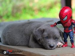 Aksi Kocak Spider-Man yang Bikin Ngakak