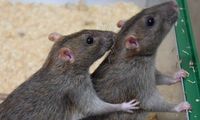 Waduh! Ada Bangkai Tikus Dalam Makanan, 10 Siswa di India Dilarikan ke Rumah Sakit