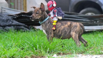 Spidey berpatroli. Foto: facebook.com/spidey.adventure/