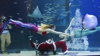 Sejumlah penyelam mengenakan pakaian Sinterklas dan putri duyung saat menyelam di Coex Aquarium yang berada di Kota Seoul, Korea Selatan, Selasa (4/12/2019).