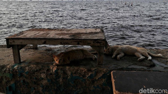Sejumlah warga beraktiftas di kawasan Pantai Marunda yang terdampak Rob, Selasa (3/12). Kota Jakarta diprediksi akan tenggelam di tahun 2050, atau bahkan lebih cepat. Beberapa kajian menyebutkan bahwa di Jakarta Utara penurunan permukaan tanah mencapai 7,5-18 cm per tahun.