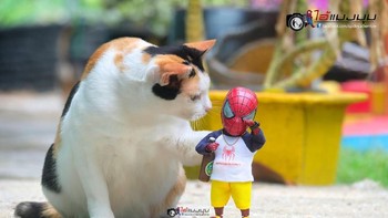 Spidey sedih dipuk-puk kucing. Foto: facebook.com/spidey.adventure/