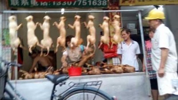 Sadis! Warga China Konsumsi Kucing dan Kulitnya Dijadikan Jaket
