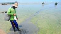 Begini penampakan Pantai Rembang yang tercemar limbah, rabu (4/12/2019).