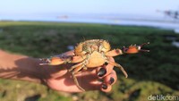 Tak cuma kelomang, traveler juga bisa ketemu dengan ke[iting kecil seperti ini. Ini bisa jadi sarana bagi traveler untuk mengenalkan hewan-hewan laut kepada anak-anak. (Wisma Putra/detikcom)