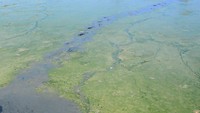 Akibatnya air pantai berwarna hitam dan berlumpur serta berbau menyengat.