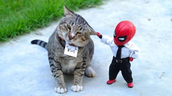 Menjewer kucing bandel. Foto: facebook.com/spidey.adventure/