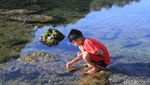 Foto: Nostalgia Masa Kecil, Cari Kelomang di Pangandaran