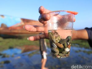 Foto: Nostalgia Masa Kecil, Cari Kelomang di Pangandaran