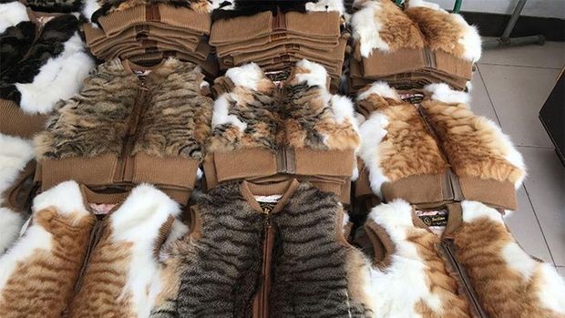 Sadis! Warga China Konsumsi Kucing dan Kulitnya Dijadikan Jaket
