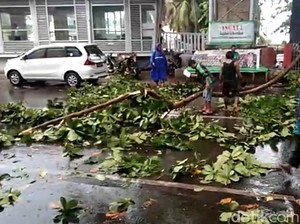 Dahan Pohon Tumbang Depan Pantai Losari Makassar Sempat Bikin Macet