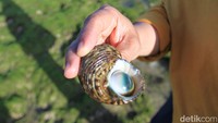 Tak perlu bersusah-payah mencari kelomang. Cukup gunakan indera penglihatan yang awas, maka kamu bisa menemukan biota laut ini di antara bebatuan karang yang ada di sana. (Wisma Putra/detikcom)