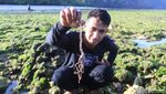 Foto: Nostalgia Masa Kecil, Cari Kelomang di Pangandaran