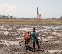 Melihat Pacuan Kuda Lumpur Cilik dari NTT